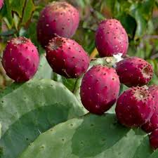 Le figuier de barbarie est un cactus peu exigeant et facile à cultiver. Graines De Figuier De Barbarie A Fruits Violets Opuntia Ficus Indica