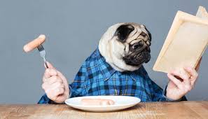 best dog food for pugs 2018 how to