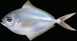 10 Fish Png Transparent Background Transparent Background Background Background Check