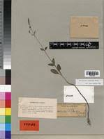 Image result for Aeollanthus pubescens