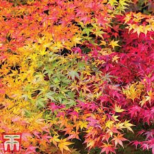 We did not find results for: Acer Palmatum Atropurpureum Plants Thompson Morgan