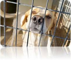Lizardmarsh Carthage Il Beyond Urgent Hancock County Animal Control Dogs Need Help Animals Dog Life Hacks Animal Control