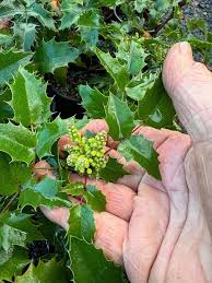 Image result for Maerua buxifolia