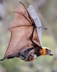 Do not pick up a bat with your bare hands. Bat And Her Baby Fox Species Nature Animals Cute Bat