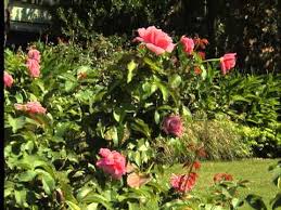 Belinda's dream shrub rose combines outstanding pink flowers and black spot resistance. Belinda S Dream Youtube