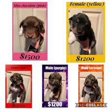 Lancaster puppies advertises puppies for sale in pa, as well as ohio, indiana, new york and other states. Australian Shepherd Puppies For Sale Elizabeth City Nc 315117