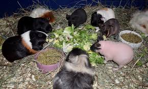 Pet emergency and specialty center (la mesa). Guinea Pig Husbandry Clinician S Brief