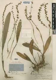 Image result for Disa ochrostachya