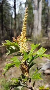 Image result for Grona ramosissima