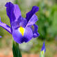 Spring Bulbs! event image
