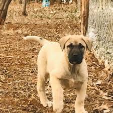 15 Begenme 0 Yorum Instagram Da Abdullh Banazli Coban Kopekleri In 2020 Labrador Retriever Retriever Labrador
