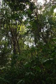 Image result for Combretum celastroides