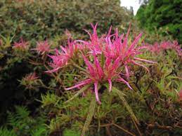 Rhododendron Stenopetalum Linearifolium Spider Azalea A Crazy Looking Hard To Find Japanese Azalea With Willow Like L Rhododendron Garden Plants Plants
