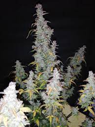 Check spelling or type a new query. Vip Seeds Taison Auto Grow Journal Week8 By Bud Spencer Growdiaries