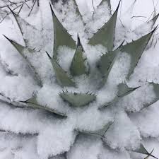 The board of the santa barbara cactus and succulent society sadly cancels the june 2020 meeting due to the current stay safer at home directive from our governor. British Cactus And Succulent Society Home Facebook
