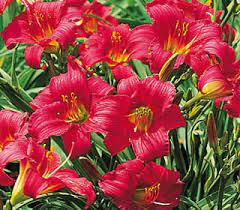 Maybe you would like to learn more about one of these? Little Business Dwarf Daylily Nwa Plants Inc