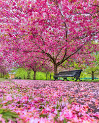 Sandy, loamy, or clay soils will all support the as with most trees, the best defense against these types of issues is a healthy tree. 10 Things You Might Not Know About Cherry Trees The Royal Parks