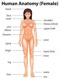The human body is about 60 percent water by weight. Free Vector Human Body Parts