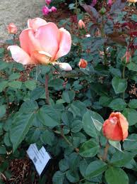 Image result for Nile Green 1952 Chrysler