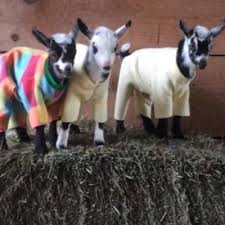 Baby Goat Pajama Party Baby Goats Goats Goats Funny
