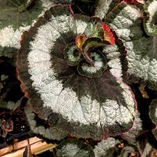 Use it with other foliage plants and brightly colored blooms. Begonia Escargot Steve S Leaves Begonias