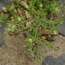 Image result for Cliffortia serpyllifolia
