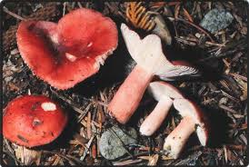 Image result for Russula sp.
