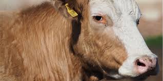 Miniature cattle breeds ~ a small or miniature cow, on the other hand, can cost anywhere from $1,800 to $3,500. Cattle Hoof Problems In The Beef Feedlot Can Cost You Plenty Zinpro