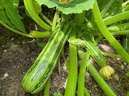 We did not find results for: 15 Different Types Of Zucchini Care Use Instructions Trees Com