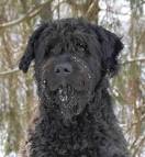 Complete List of Large Hypoallergenic Dogs - DogVills