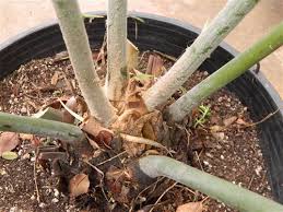 Image result for Encephalartos aplanatus