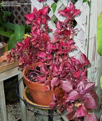 Image result for Iresine lindenii