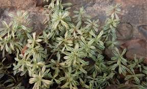 Image result for Crassula expansa