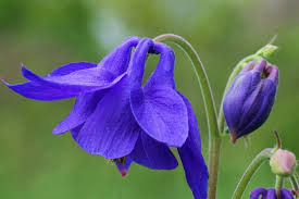 In this comprehensive and detailed guide, you will find a list. 40 Types Of Blue Flowers With Pictures Flower Glossary