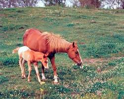 Robot Check Horse Art Print Black Framed Art Horse Wall Art