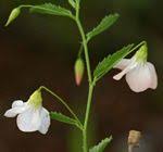 Image result for Hermannia boraginiflora