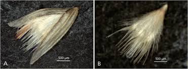 Image result for Enneapogon pretoriensis