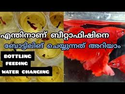 Fighter Fish Baby Care Fighter Fish Breeding Malayalam Part 3 Egg Hatched Youtube