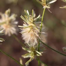 Image result for Enneapogon scoparius