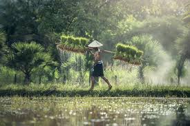 The malaysia expat guide will help you to settle down in malaysia. Seasons In Malaysia Weather And Climate