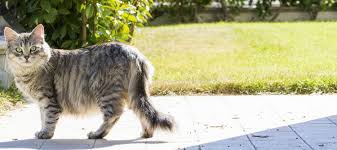 2 x beautiful kittens (1 x long haired) banbridge, armagh city banbridge and craigavon. Exploring The World Of Long Haired Tabby Cats Herekitt Com