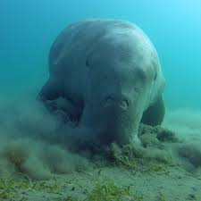 Science Channel The Dugong Or Sea Cow Is A Facebook