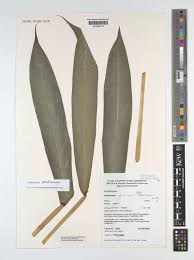 Image result for Aframomum spiroligulatum