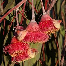 Image result for Eucalyptus sp.