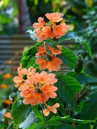 Image result for Crossandra infundibuliformis