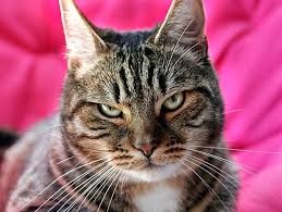 Bringing Home A New Cat Petfinder