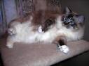 Ragdoll Kittens For Sale Countryside Ragdolls Idaho
