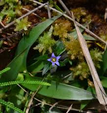 Image result for Gentianaceae