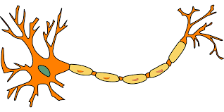 Neuron - Netherlands Institute for Neuroscience - Master the Mind