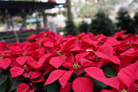 It has beautiful, dark green foliage all year and hummingbirds will love the gorgeous pink flowers each may. 4 Ways To Keep Poinsettias Alive All Year Milberger S Nurserymilberger S Nursery